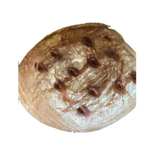 Kváskový chleba - čtvrtka